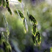 Chasmanthium latifolium