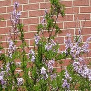 Syringa laciniata