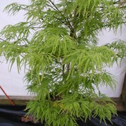 Acer dissectum (Laceleaf) 'Waterfall'