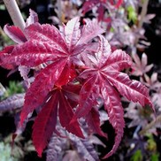 Acer palmatum 'Emperor I'