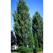 Populus nigra afganica 'Theves'