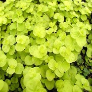 Lysimachia nummularia 'Aurea' 'Aurea'
