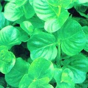 Lysimachia nummularia