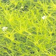 Sagina subulata 'Aurea'