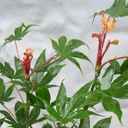Acer palmatum 'Osakazuki'
