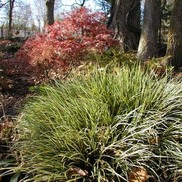 GRASS SWEET FLAG VARIEGATED