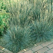 Festuca glauca 'Elijah's Blue'