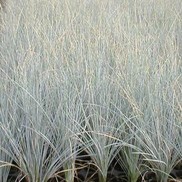 Festuca gramineus 'Boulder Blue'