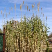 Arundo donax 'Variegata'