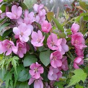 CRABAPPLE 'INDIAN MAGIC'