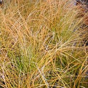 Carex testacea 'Orange Sedge'