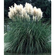 Cortaderia selloana
