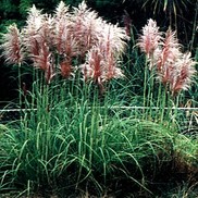 Cortaderia selloana 'Rosea'