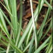 Calamagrostis acutiflora 'Avalanche'