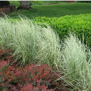 Calamagrostis acutiflora ''Overdam' Variegated'