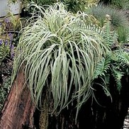 Carex morrowii 'Silver Sceptre'