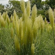 Cortaderia selloana 'Plumila'