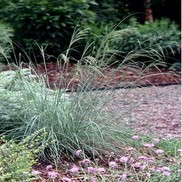 Eragrostis elliottii