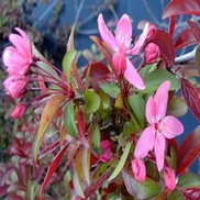 CRABAPPLE 'PRAIRIFIRE'