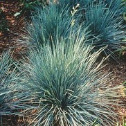Helictotrichon sempervirens 'Sapphire'