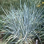 Leymus arenarius 'Blue Dune'