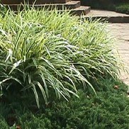 Liriope muscari 'Variegated'