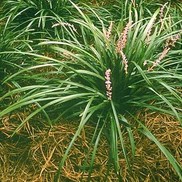 Liriope spicata 'Big Blue'