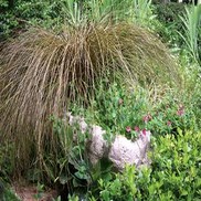 Carex flagellifera 'Toffee Twist'
