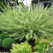 Salix integra 'Hakuro Nashiki'