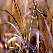 Carex tenuiculmis 'Cuppuccino'