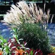 Miscanthus sinensis 'Adagio'