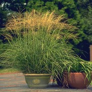 Miscanthus sinensis 'Arabesque'