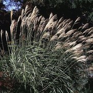 Miscanthus sinensis 'Autumn Light'