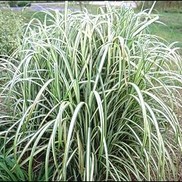 Miscanthus sinensis 'Cabaret'