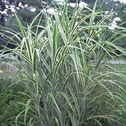 Miscanthus sinensis 'Cosmopolitan'