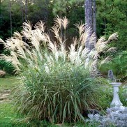 Miscanthus sinensis 'Central Park'