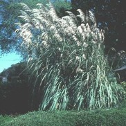 Erianthus ravennae