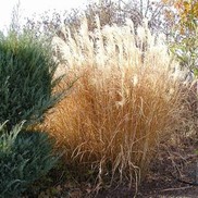 Miscanthus sinensis 'Gracillimus'