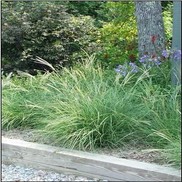 Miscanthus sinensis 'Little Kitten'