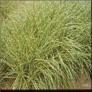 Miscanthus sinensis 'Little Zebra'