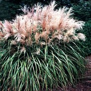 Miscanthus sinensis 'Malepartus'