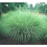 Miscanthus sinensis 'Morning Light'