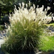 Miscanthus sinensis 'Puenktchen'