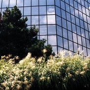 Miscanthus sinensis 'Silberfeder'