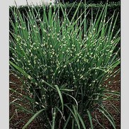 Miscanthus sinensis 'Strictus'