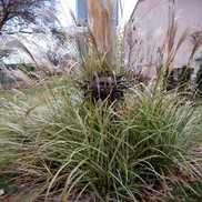 Miscanthus sinensis 'Variegatus'