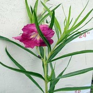 Chilopsis linearis 'Burgundy'