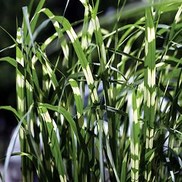 Miscanthus sinensis 'Zebrinus'