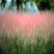 Muhlenbergia capillaris