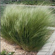 Nassella tenuissima